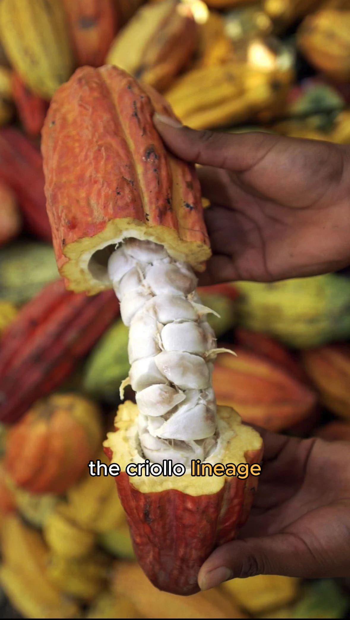 antioxidants in cacao