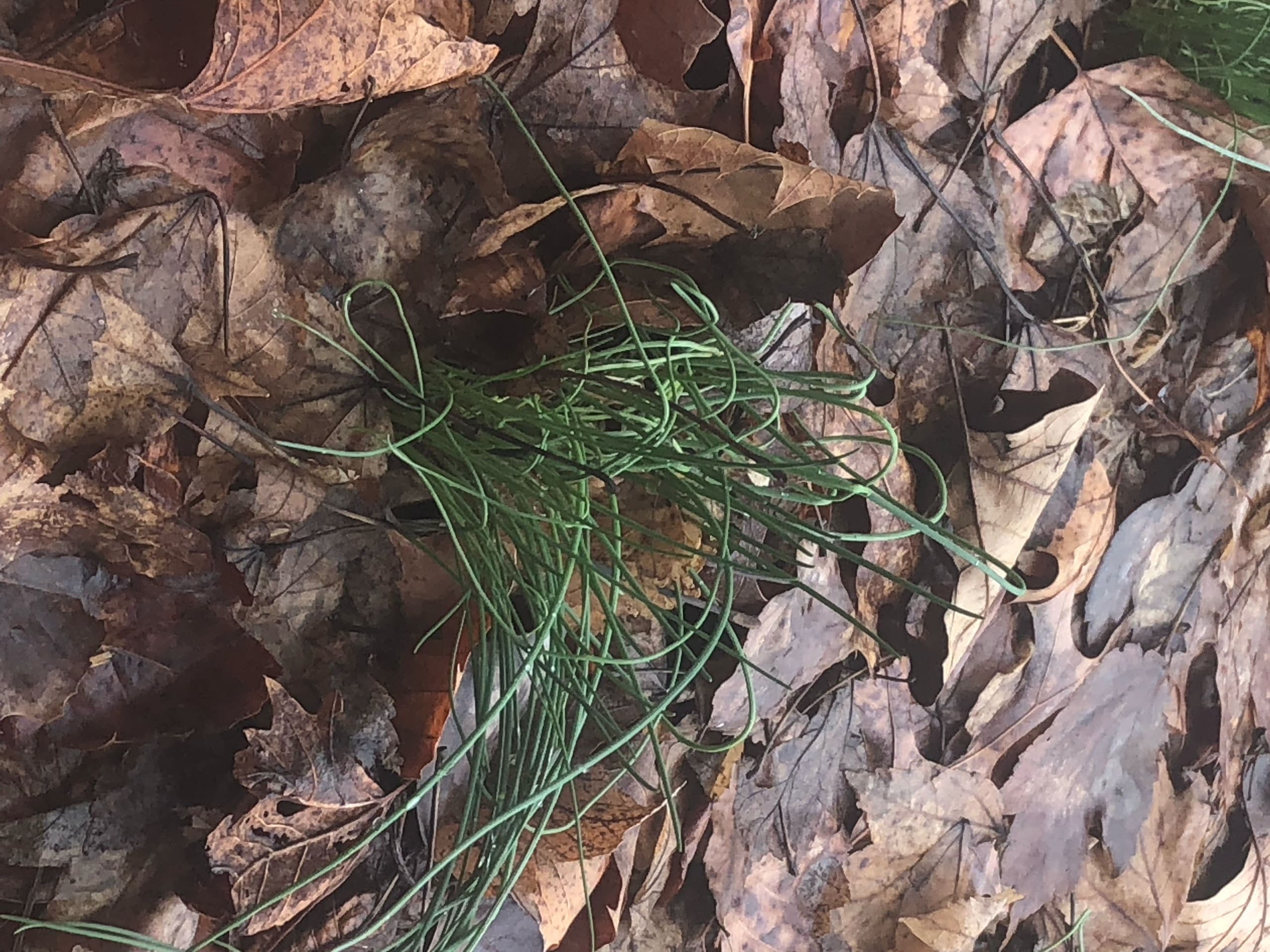 Day 3(Last Day!)-Locking In!-Health & God😁😎