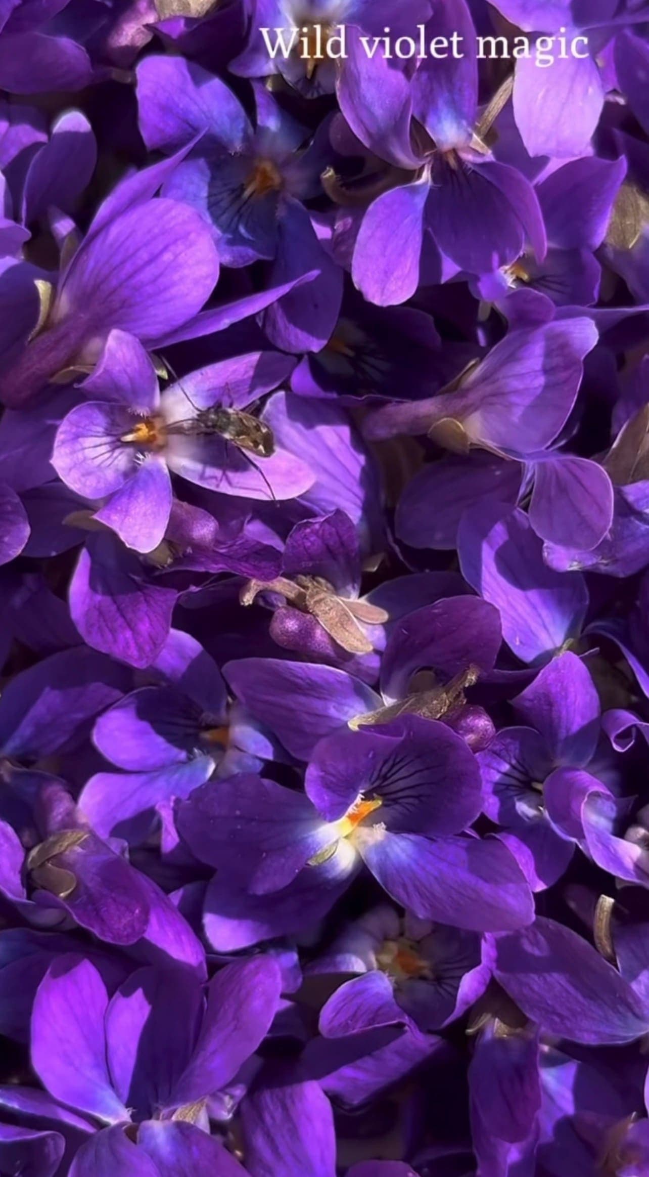 Harvesting spring's purple treasures: Wild Violets!