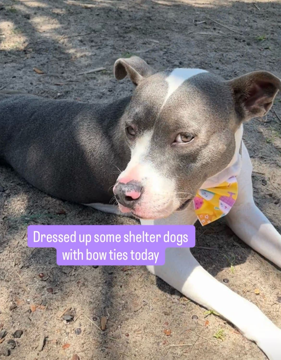 A reason to smile! Fun bowties on adorable shelter pups