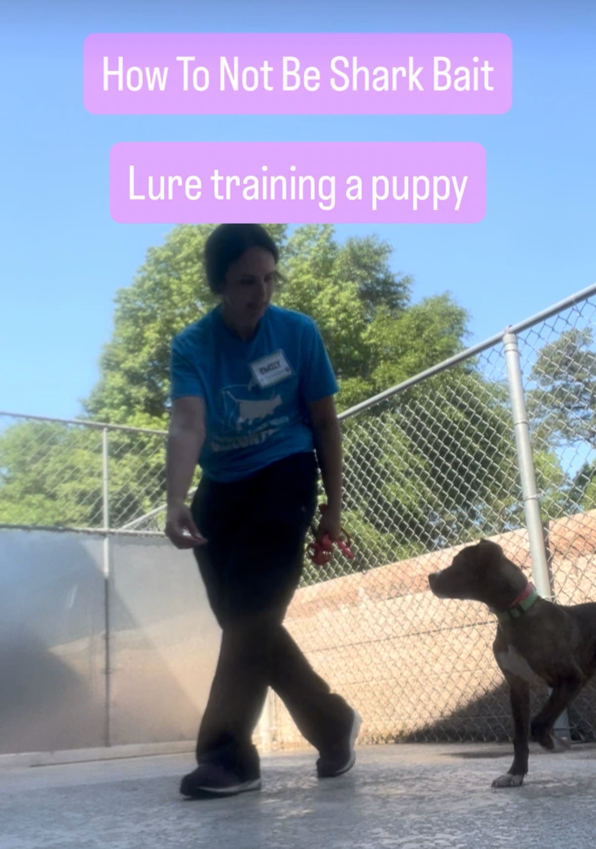 How To Lure Train A Puppy (and not be shark bait)