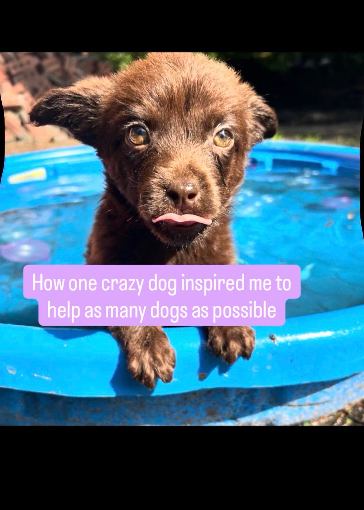 Help me donate $5,000 to a deserving rescue